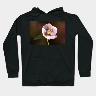 Close-up of hellebore flower Hoodie